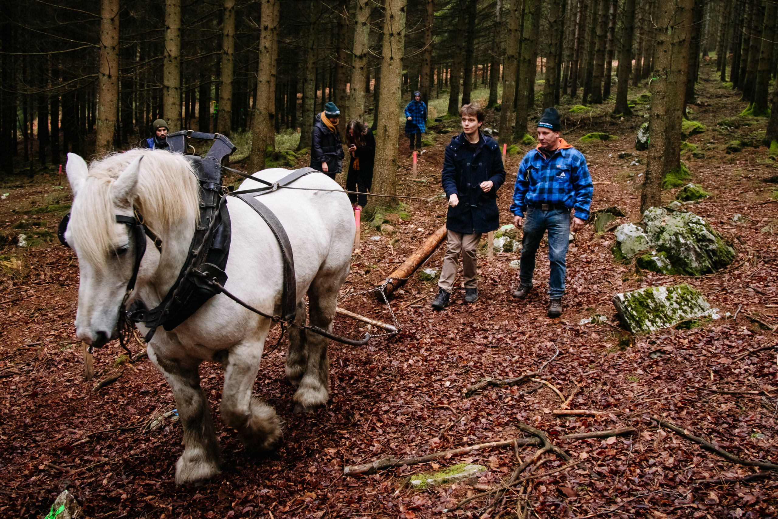 Deelnemer begeleidt een paard met behulp van de langshoreman van de Forest Games