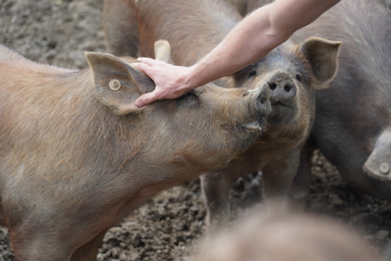Duroc varkens van de boerderij in Rabanisse