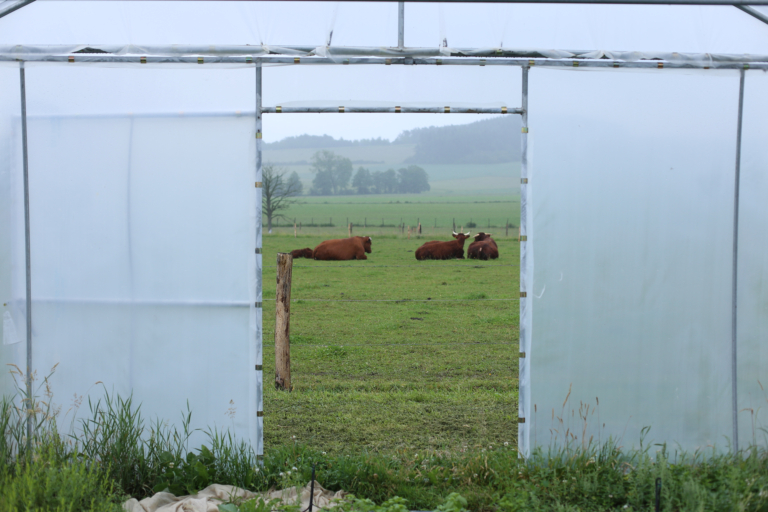 Les vaches Salers de la ferme de la Rabanisse