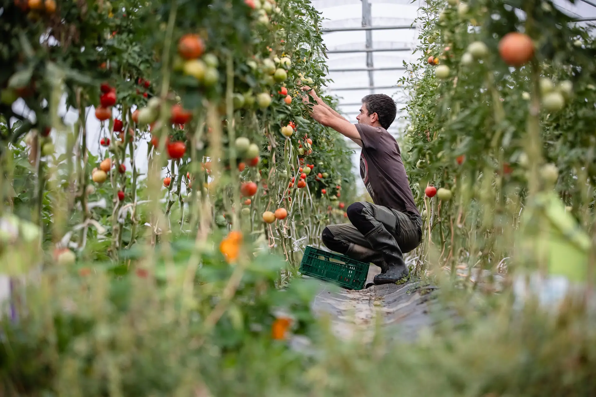 Maraîchage bio à la Ferme des Rabanisse